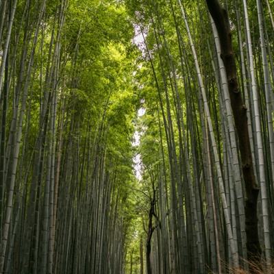 鬼泣巅峰之战b服下载